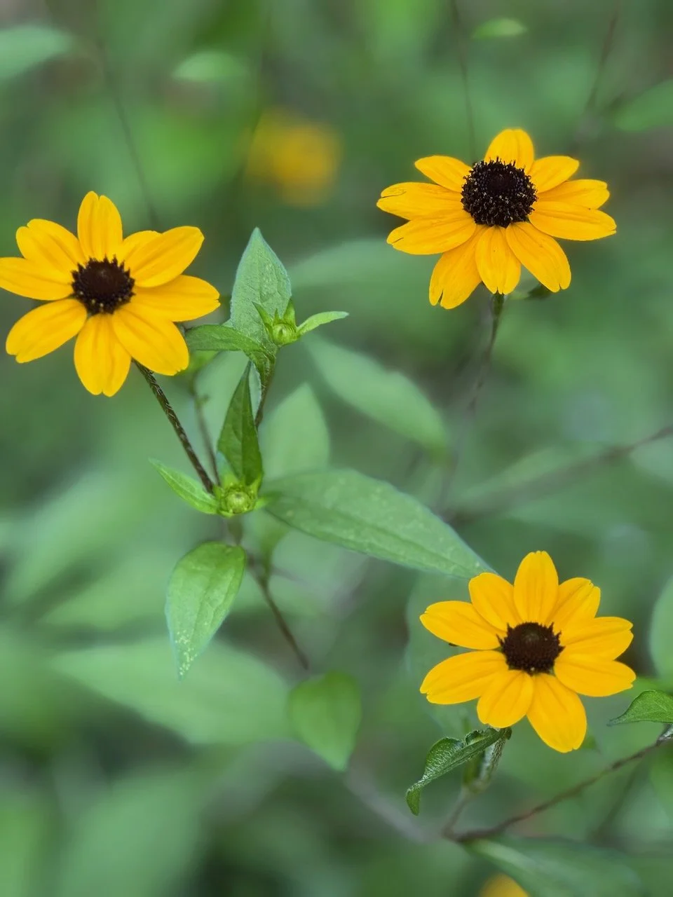 Baby Black-eyed Susan (Rudbeckia)