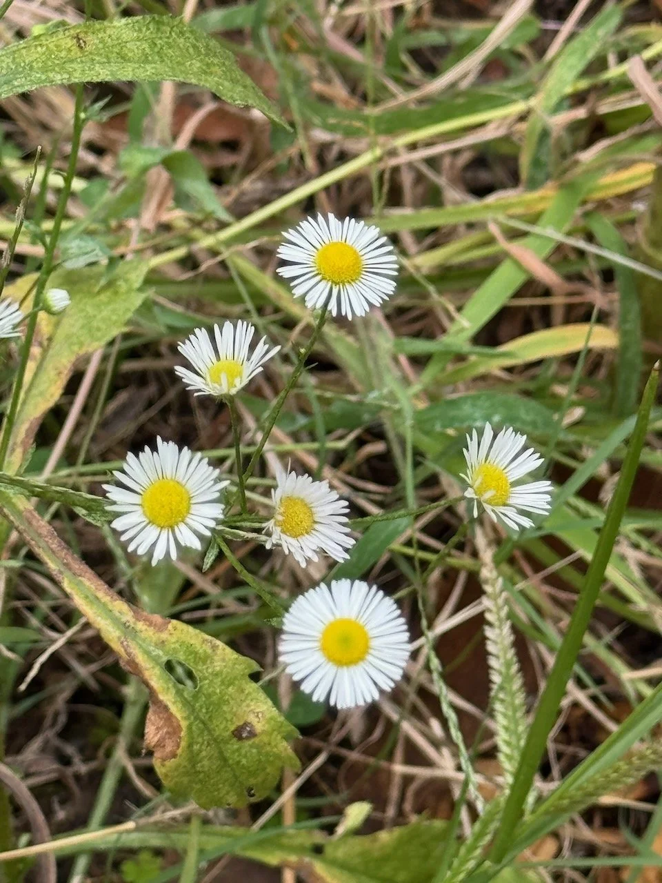 Wild Aster
