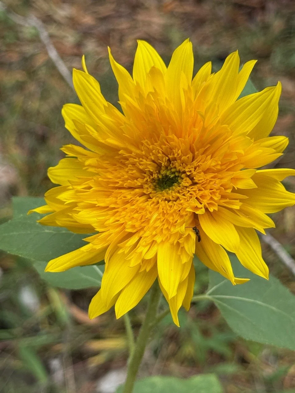 Van Gogh Sunflower