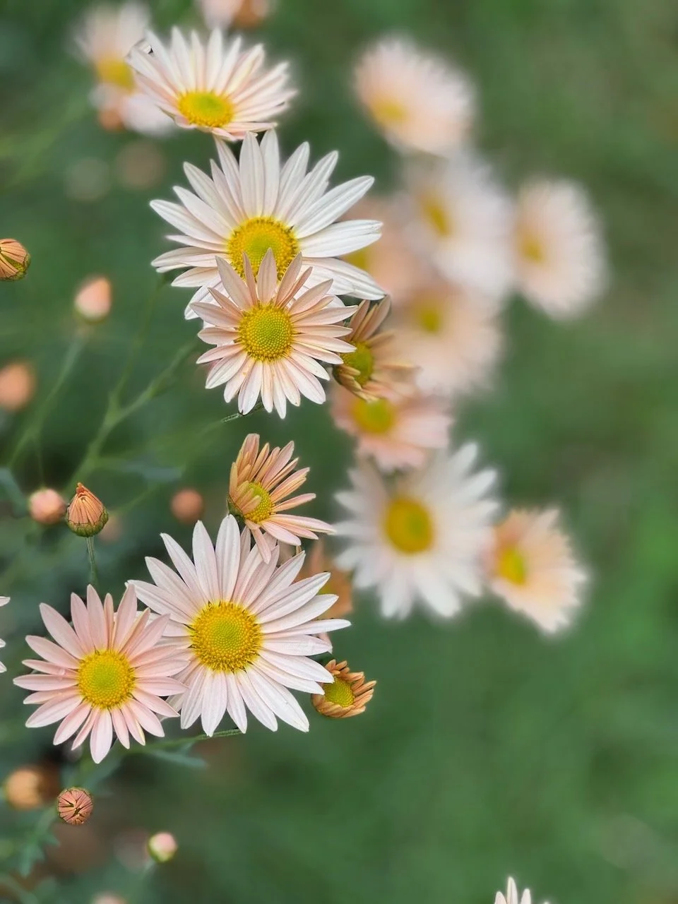 Apricot Persian Daisy