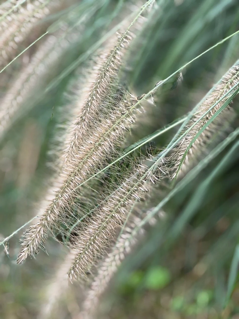 Fountain Grass