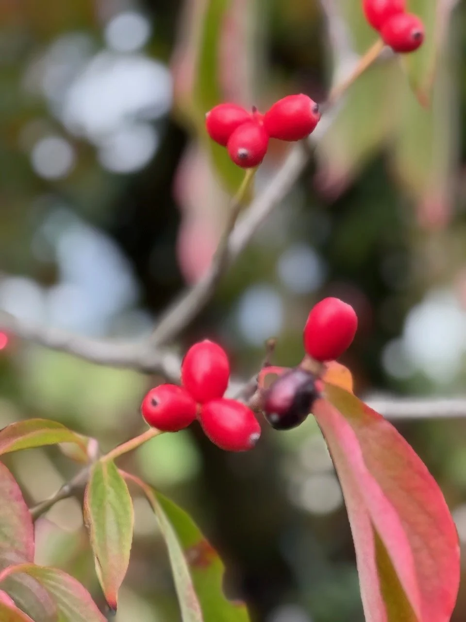 Dogwood Berry