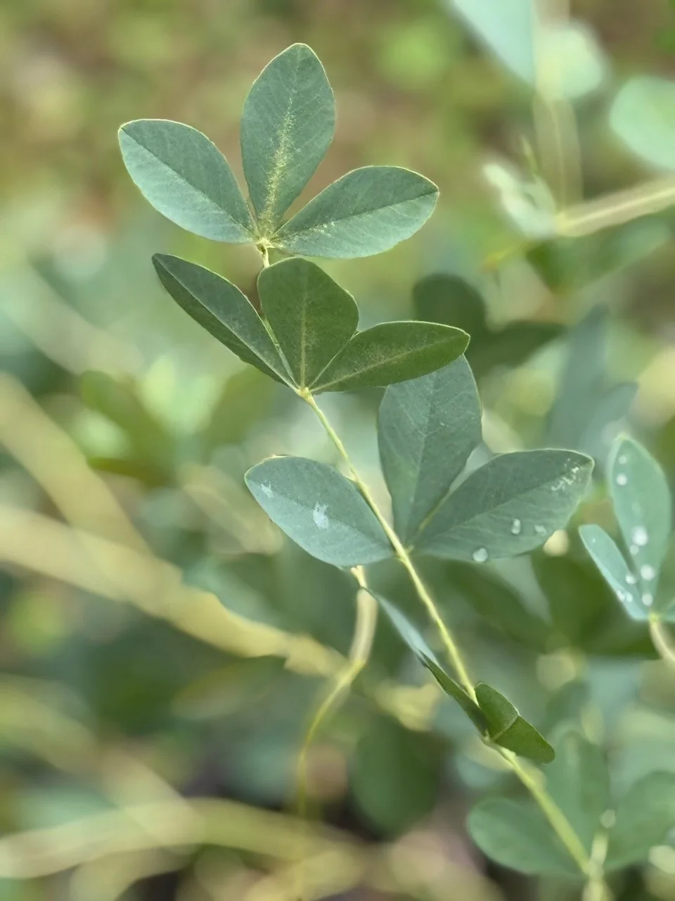 False Indigo Foliage