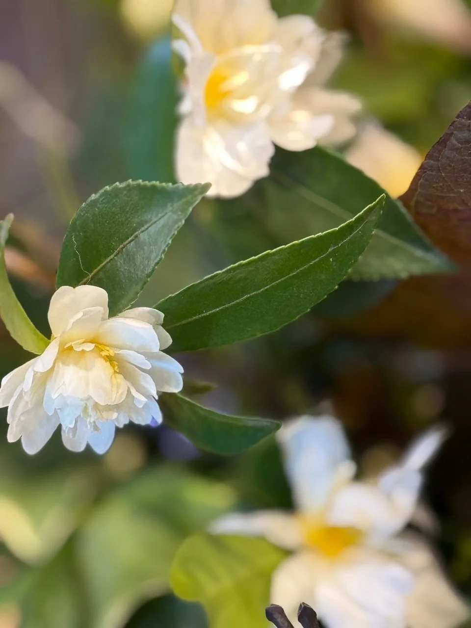 Winter White Camellia