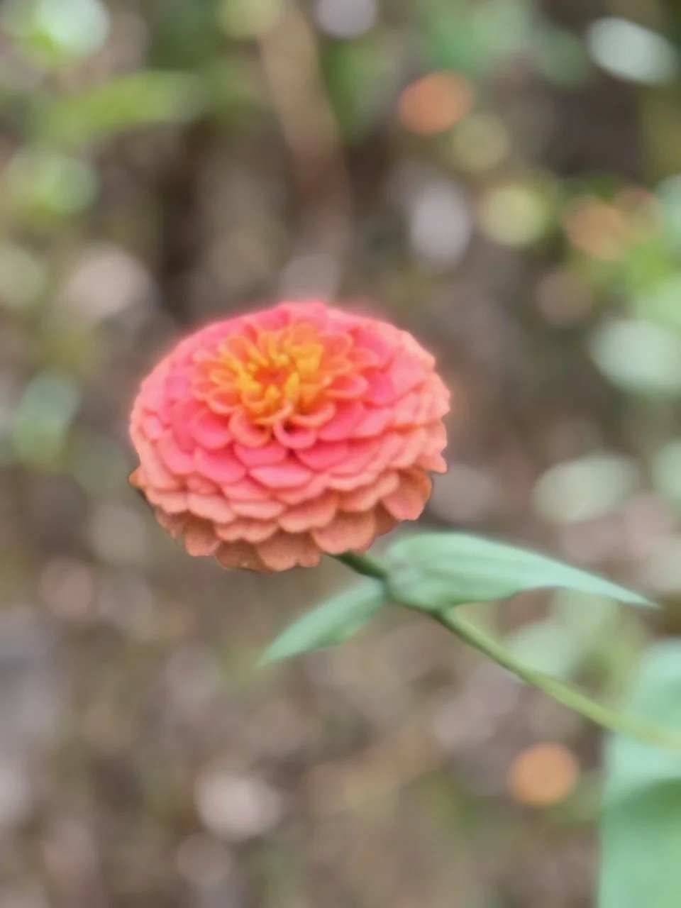 Zinnia