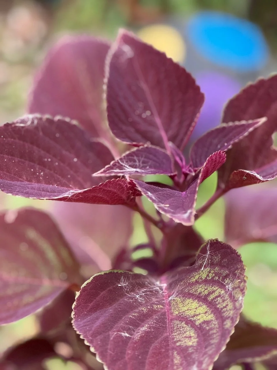 Coleus