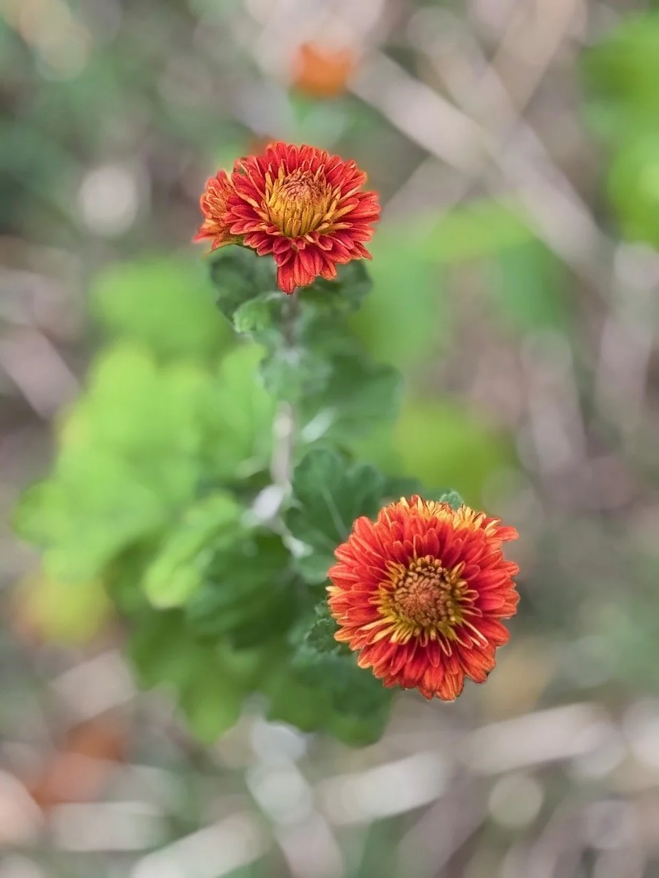 Heirloom Chrysanthemum