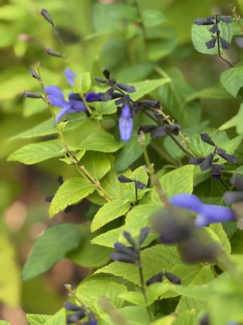 Blue Salvia