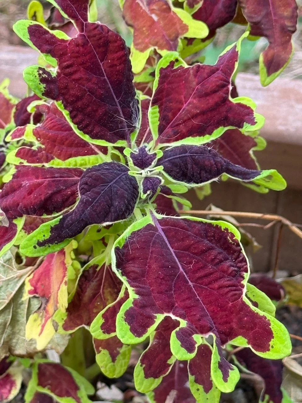 Coleus