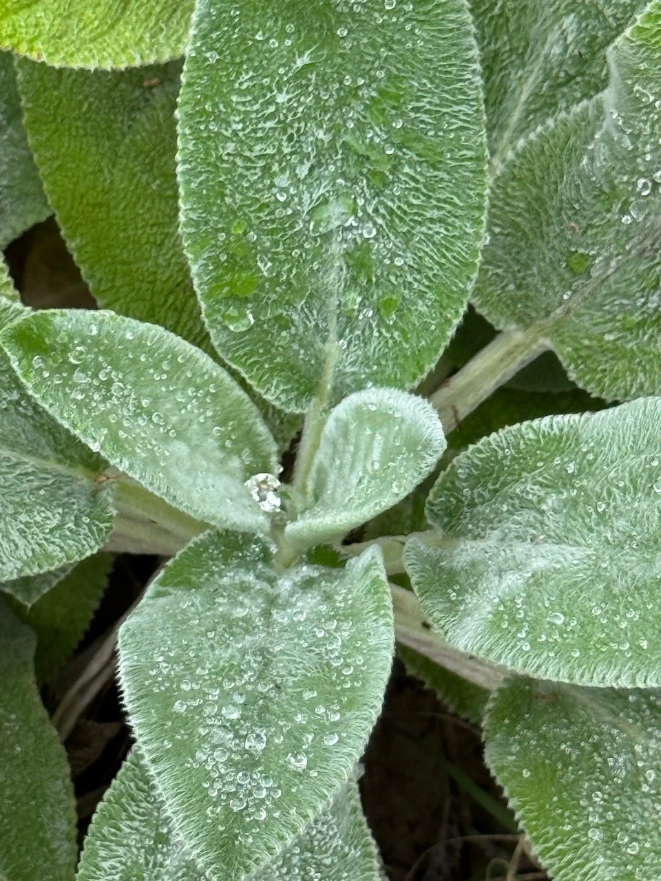 Lambs Ears