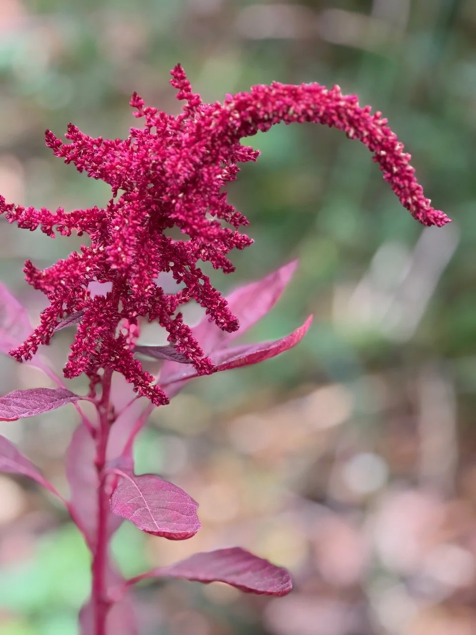 Red Amaranth