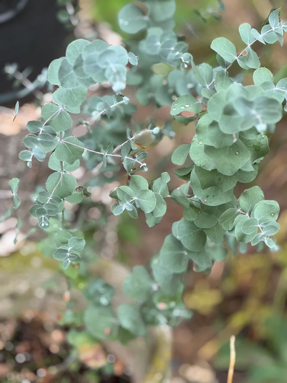 Silver Dollar Eucalyptus