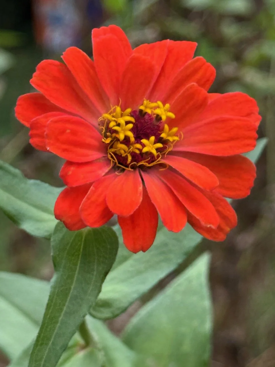 Zinnia