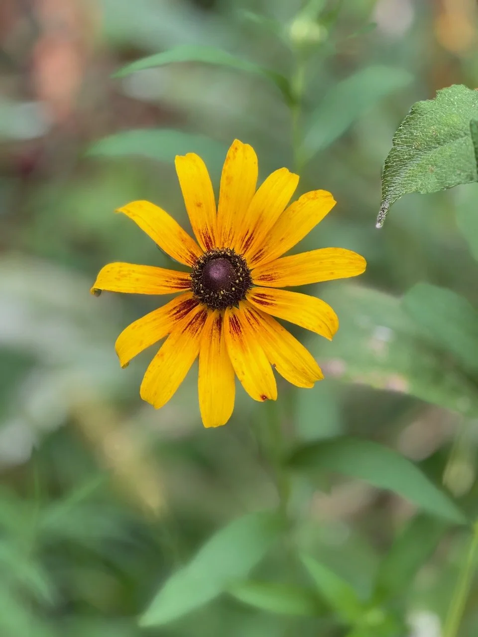 Striped Black-eyed Susan (Rudbeckia)