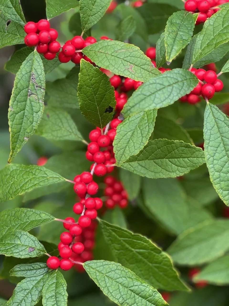 Winterberry (holly)