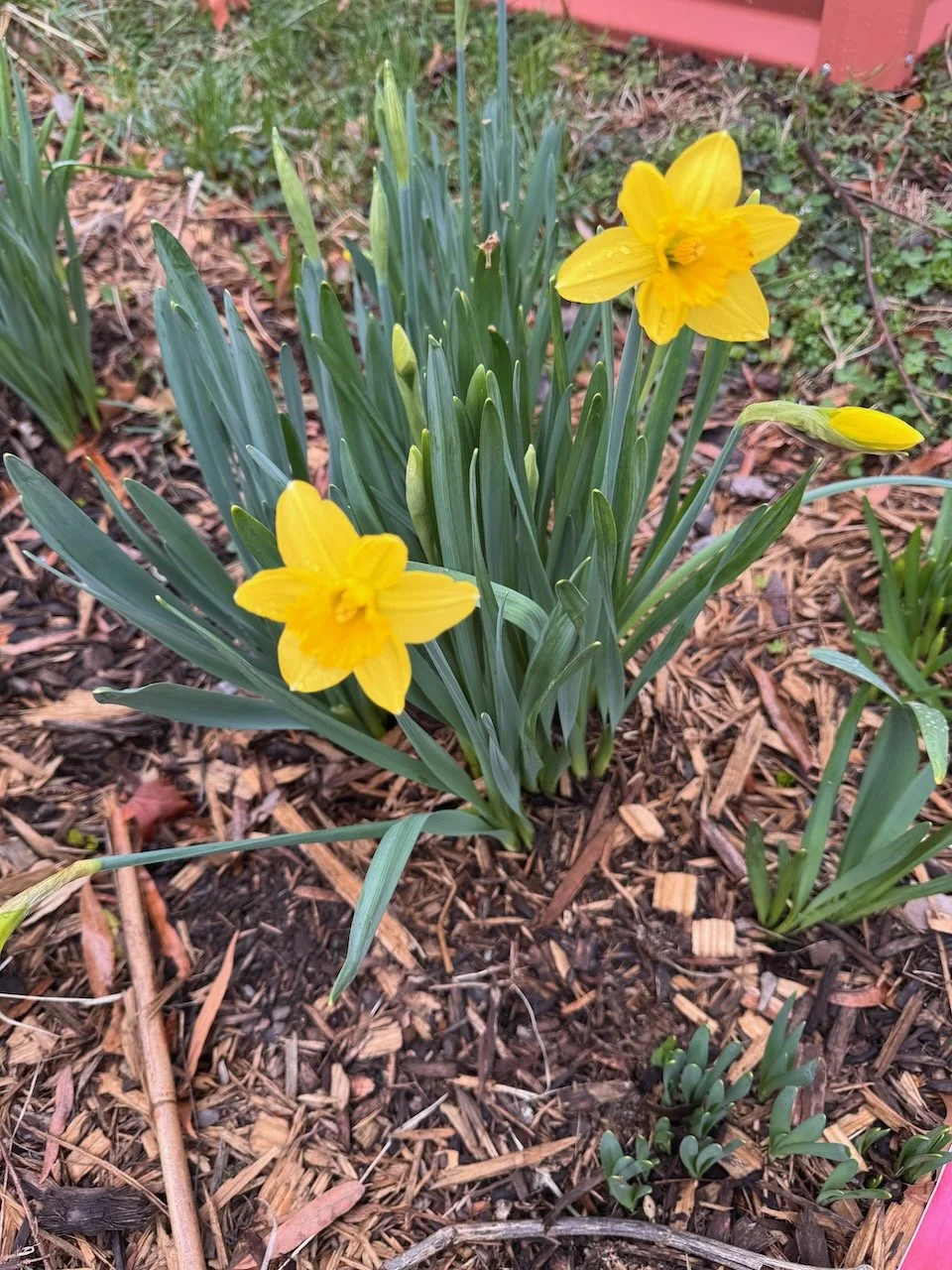 Daffodil-icious