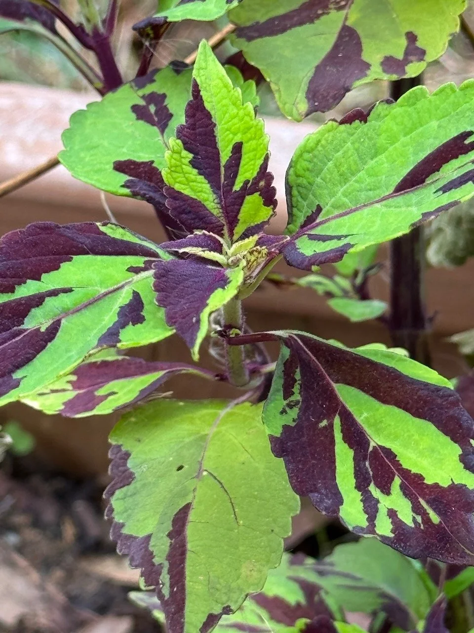Coleus