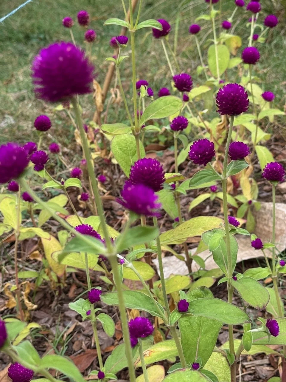 Purple Globe Thistle (Gomphrena)