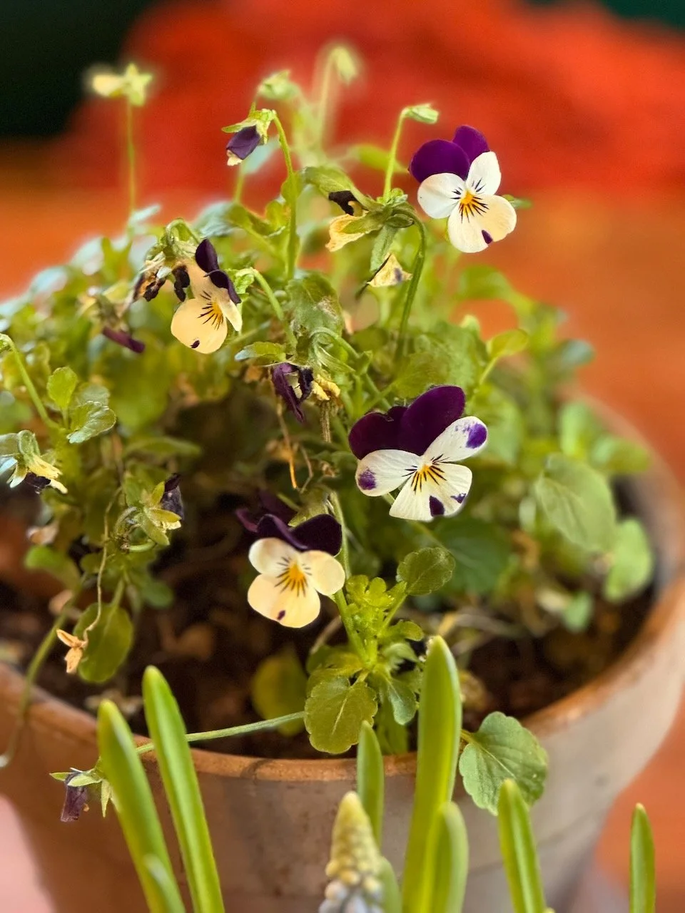 Pot o' Violets