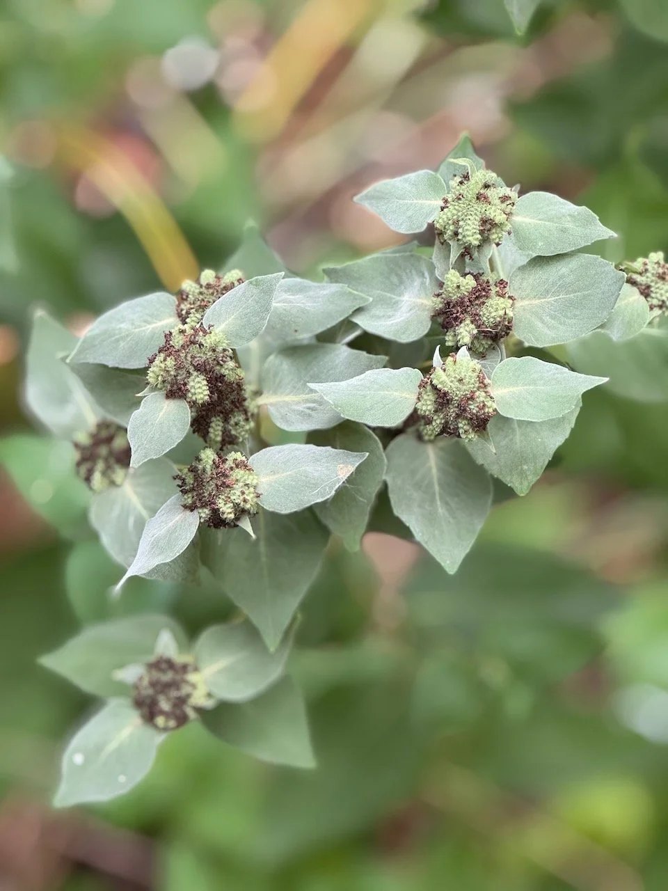 Mountain Mint (native)