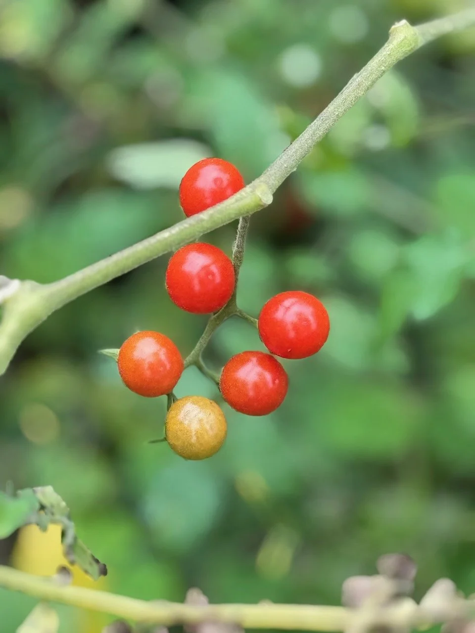 Cherry Tomatoes