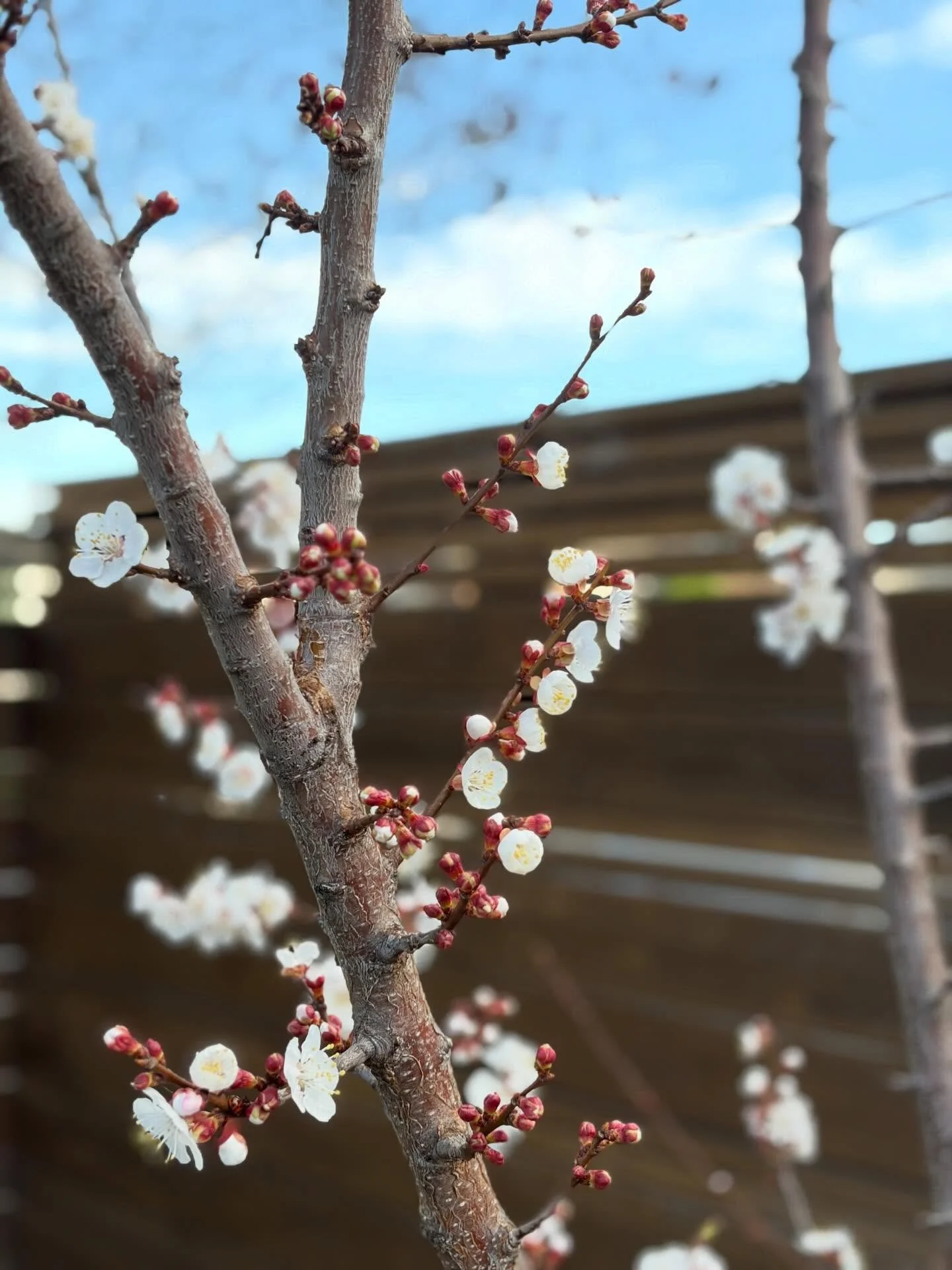 Spring! This time of year is soft and subtle and beautiful sand inviting change. It also is a time when bodies and minds are triggered. We must tend to ourselves and our Livers and Gall bladders. Take good care and don&rsquo;t miss the small stuff 🌸