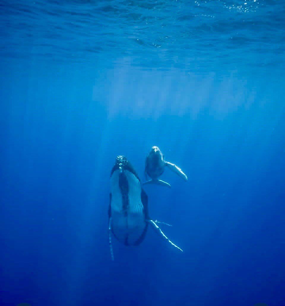 Storytelling evening! You are invited! Imagine what it would be like to see this with your own eyes as your body floats through the same waters. Amy @ama.medicine will be sharing her journey to swim with these majestic animals. Join us (Tuesday 2/3 5