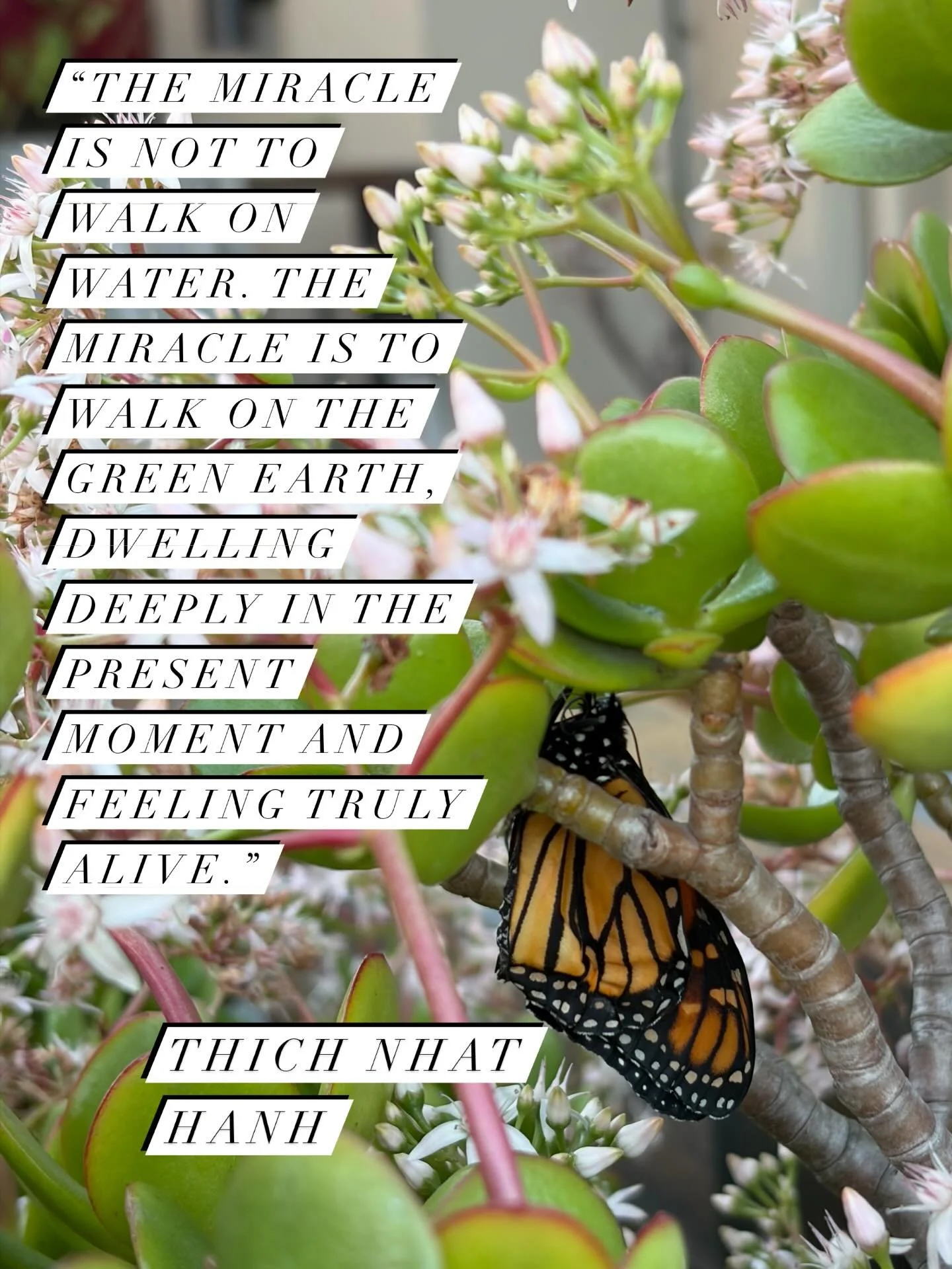 This little monarch is drying its wings right outside the clinic. See if you can spot some little miracles on the block ✨🌿🐛🦋
