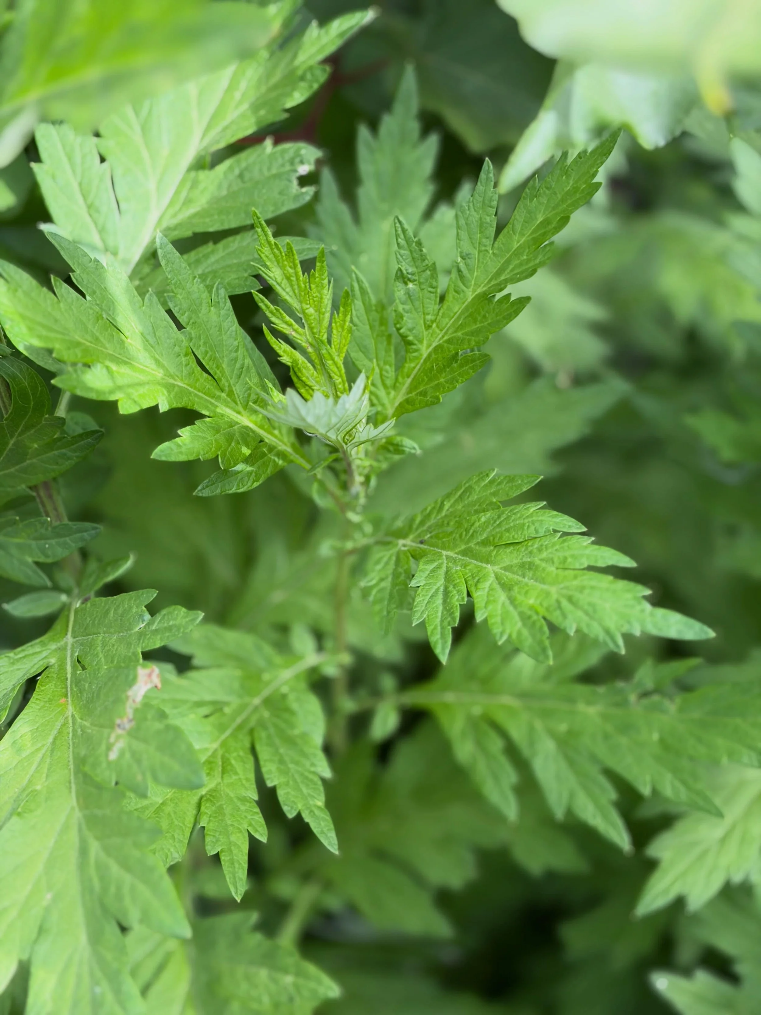 Japanese mugwort - getting ready to harvest mid June. Medicine for food and tea. 🌿 let me know if you want some!