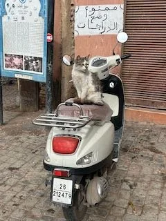 Marrakech photos - 1 (6).jpeg