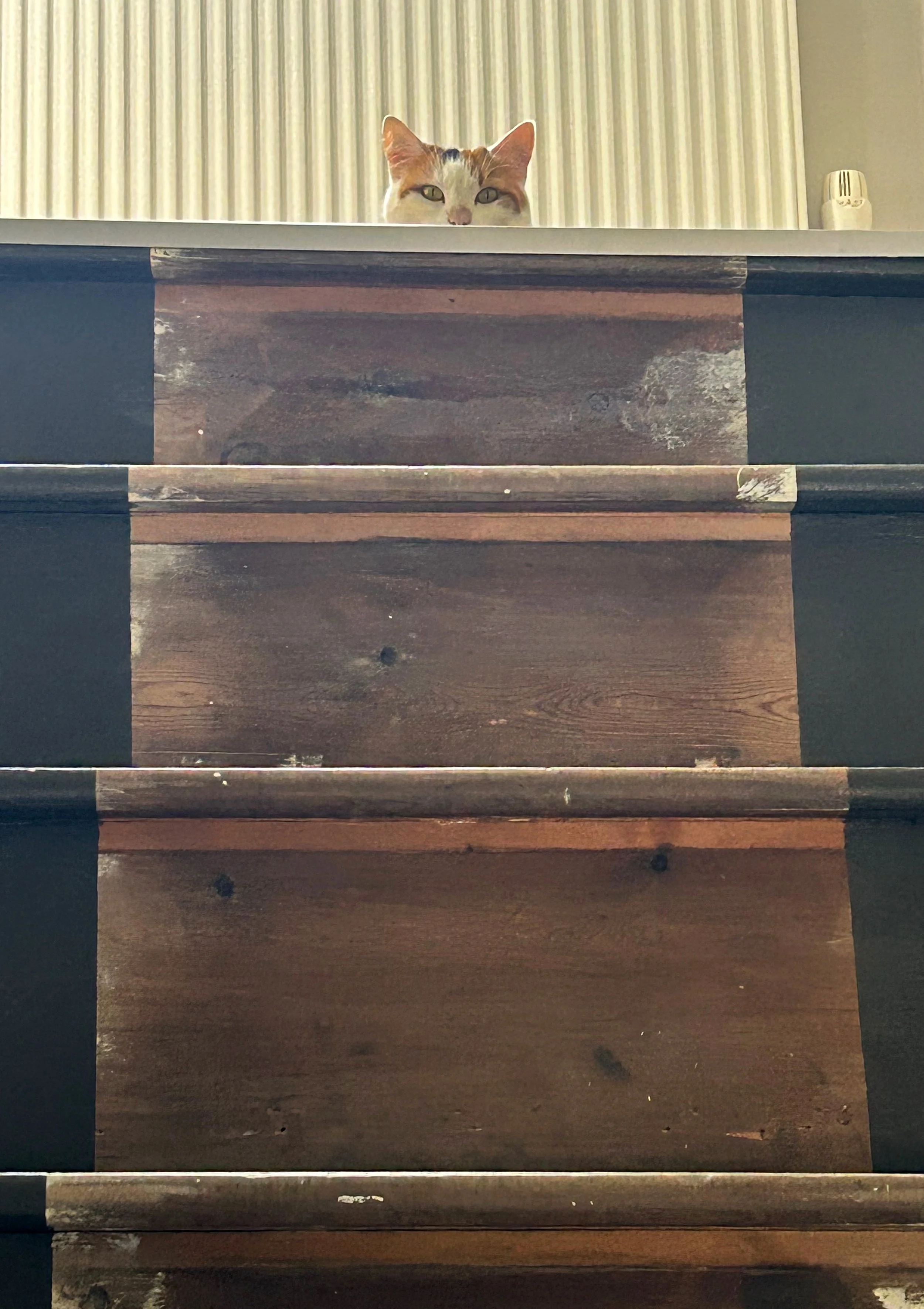 An image of a cat's head at the top of a wooden staircase.