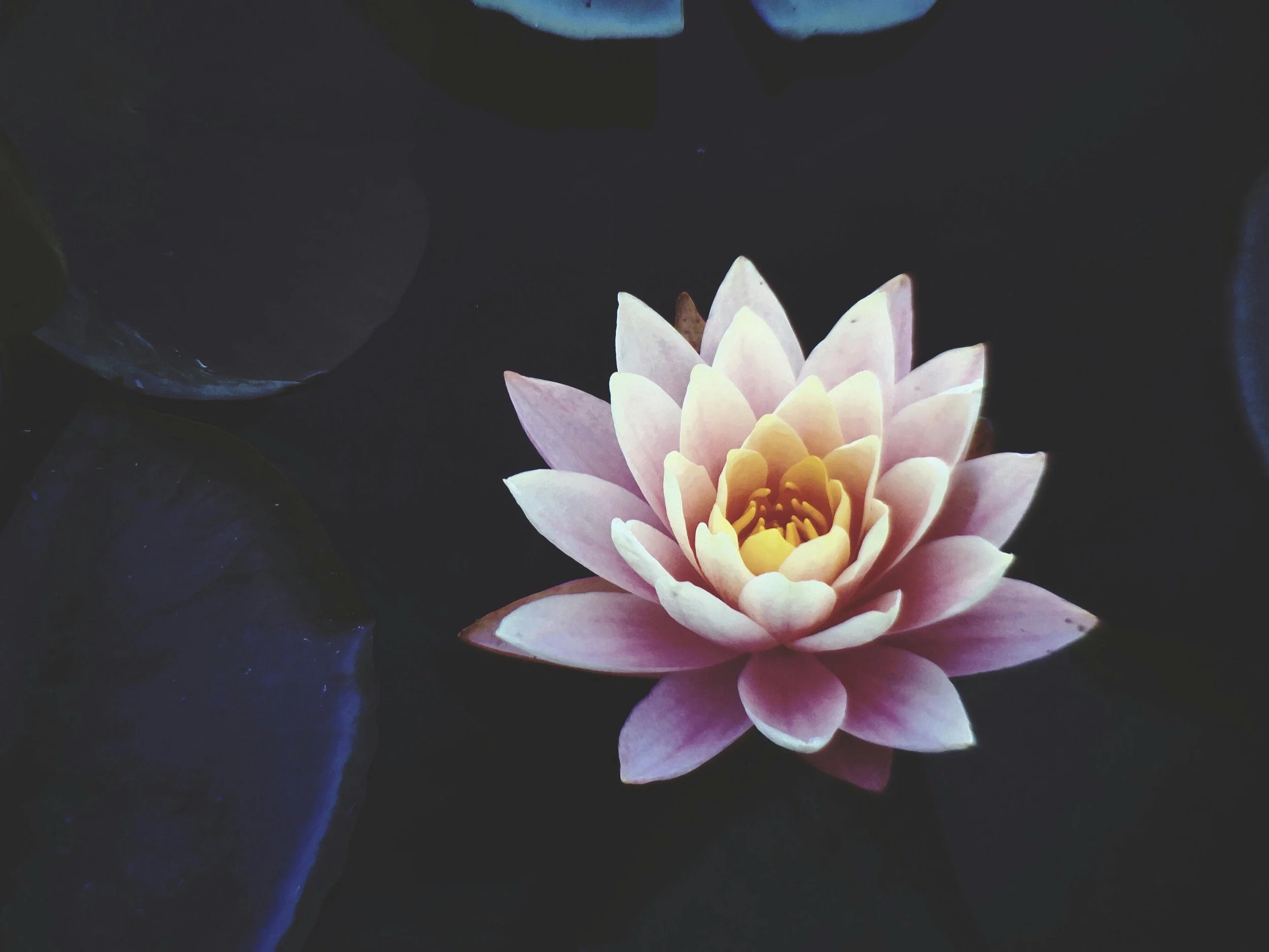 Lotus in the Mud: A Mindfulness Meditation w/ Kim Lange