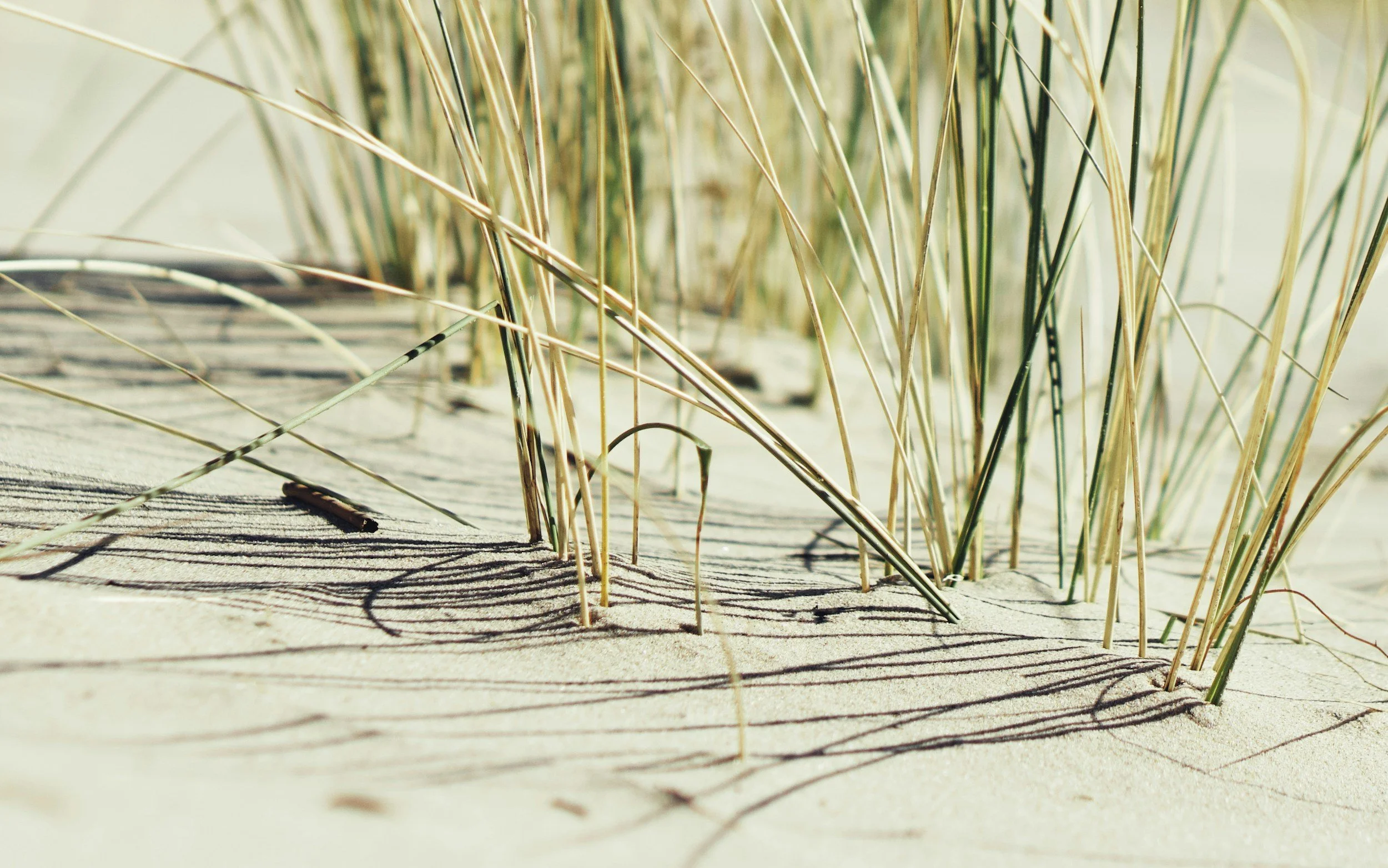 Close-up of sand dunes with green grass and long shadows – evoking balance, resilience, and quiet transformation