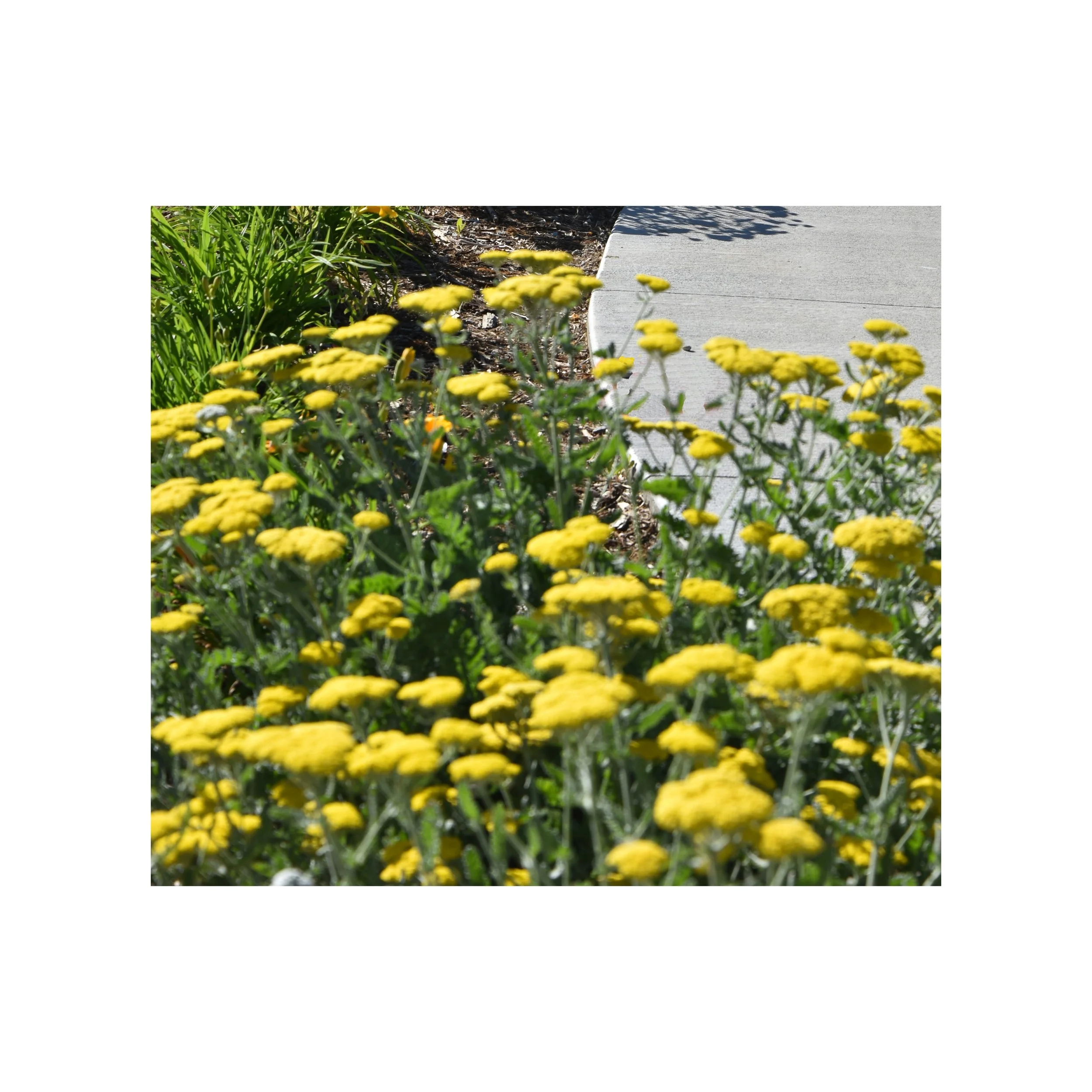 Perennial Garden-3 canvas 14x14.jpg
