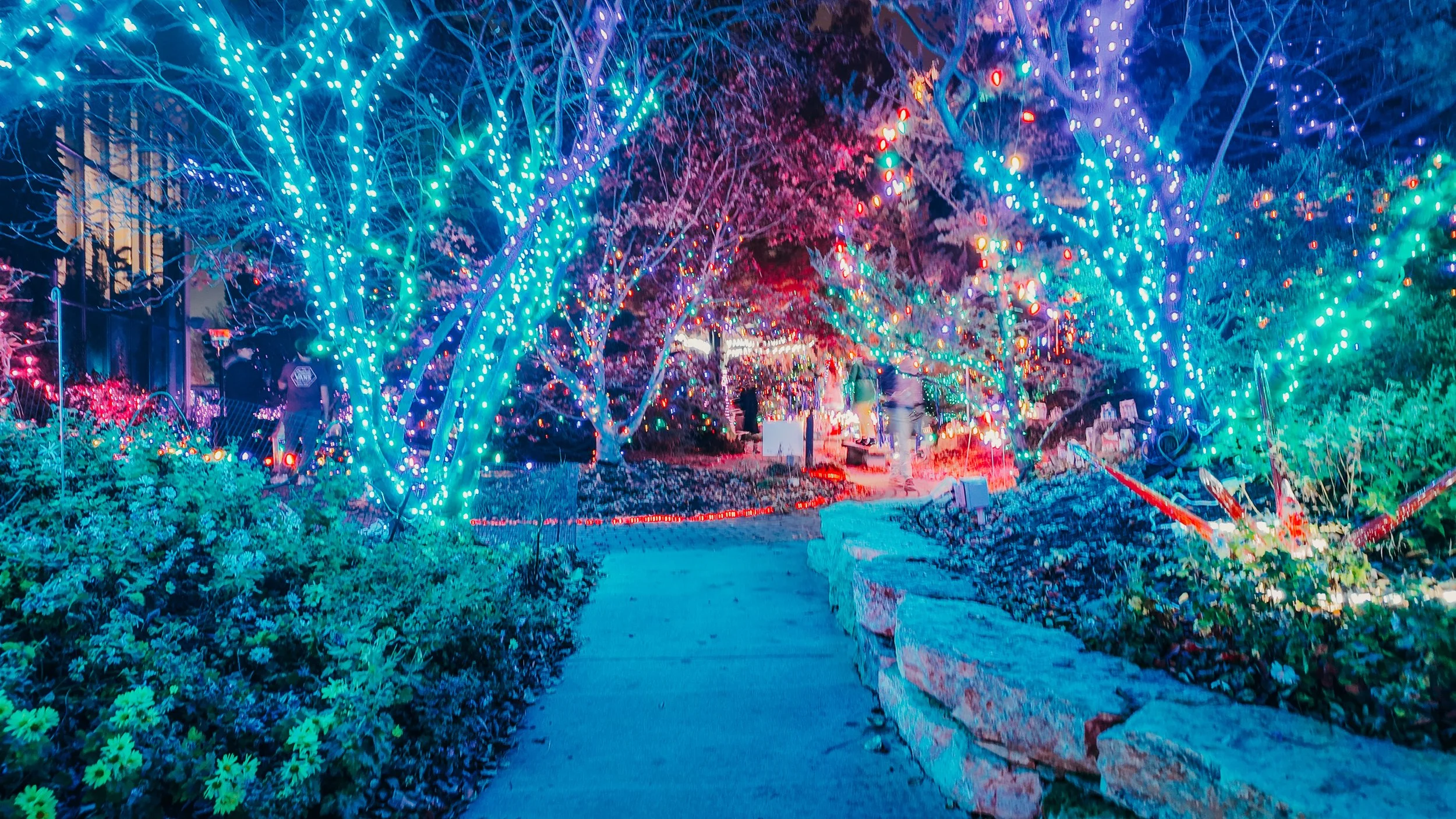 Night scene of a garden decorated with colorful Christmas or holiday lights, featuring trees wrapped in blue, purple, and green lights, with a pathway leading through the illuminated area.