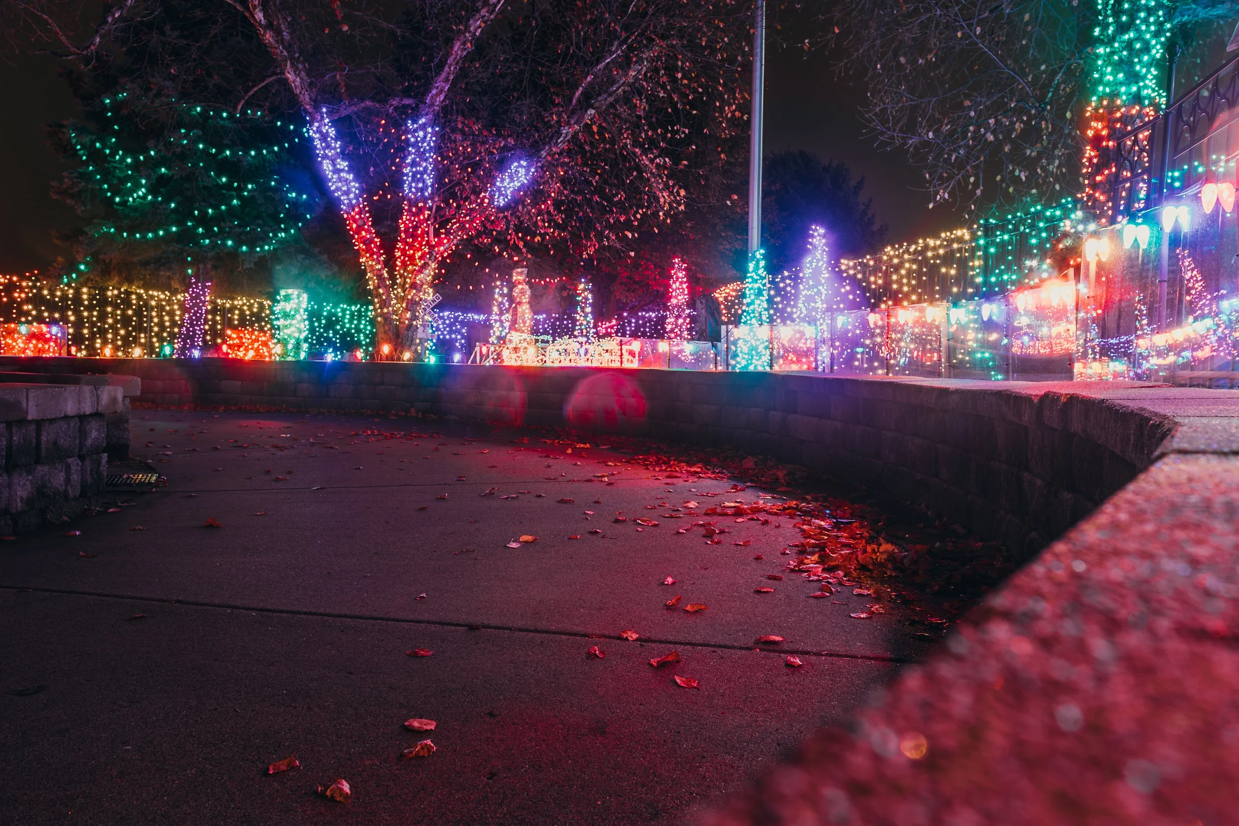 Nighttime holiday scene with colorful string lights and decorated Christmas trees beyond a paved walkway with fallen leaves.