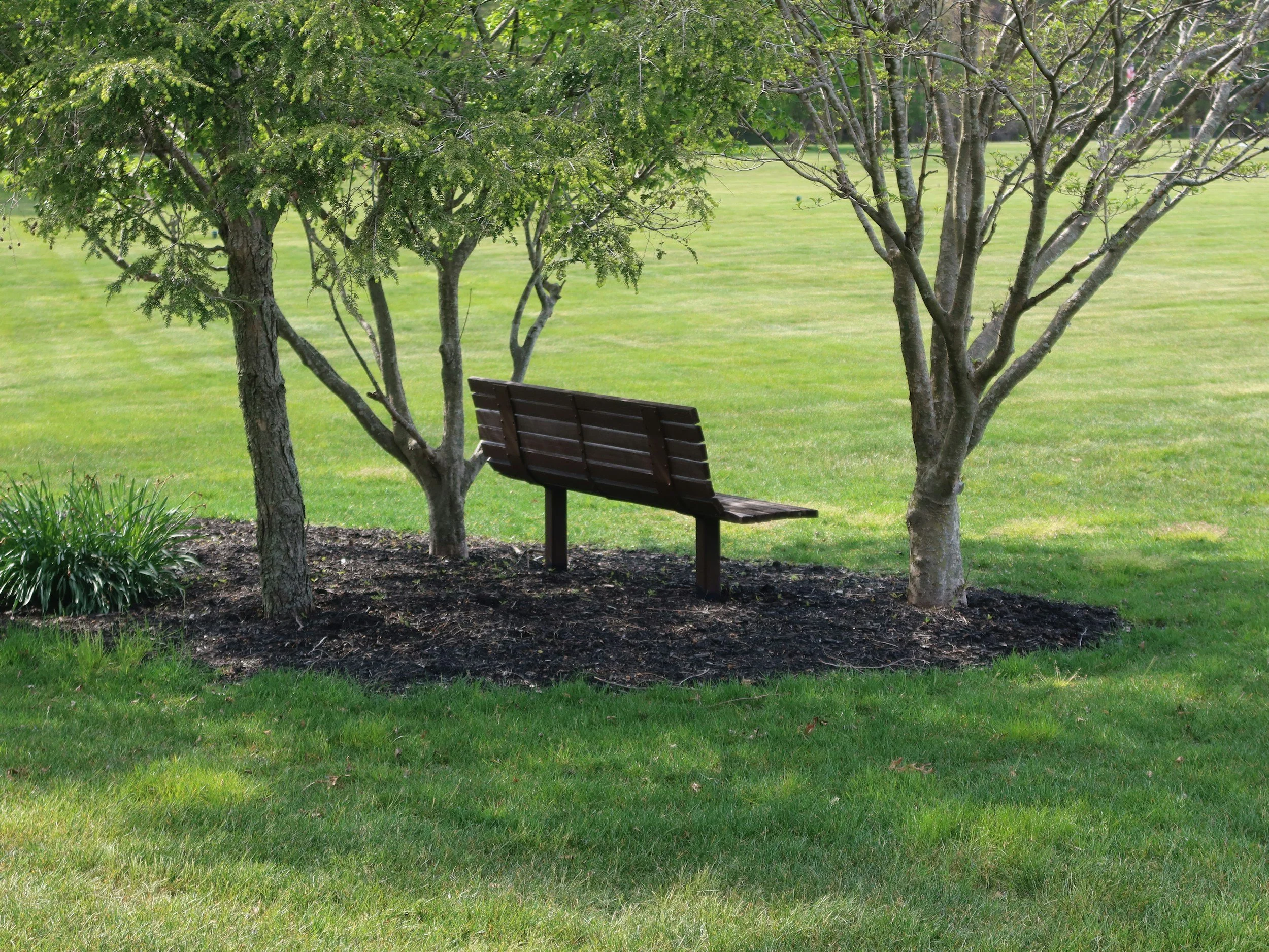 A wooden park bench under a tree in a grassy field
