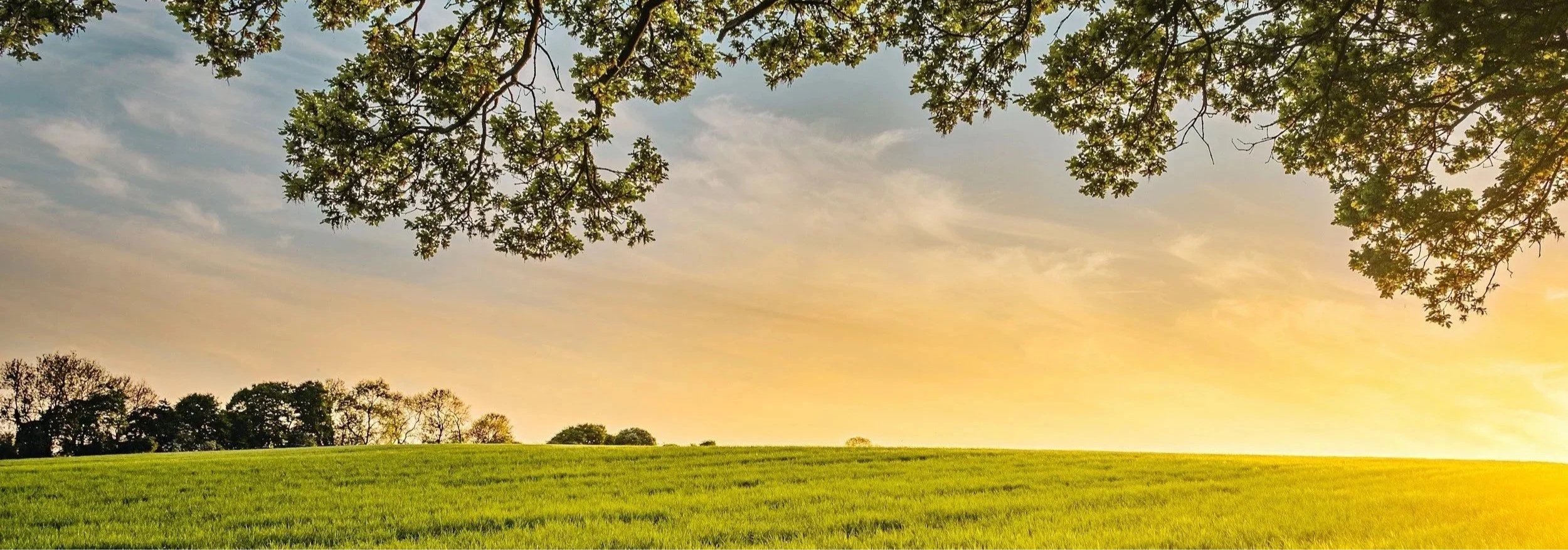 A serene landscape at sunset showing a grassy field with trees in the background and the sky filled with warm colors, with overhanging tree branches in the foreground.