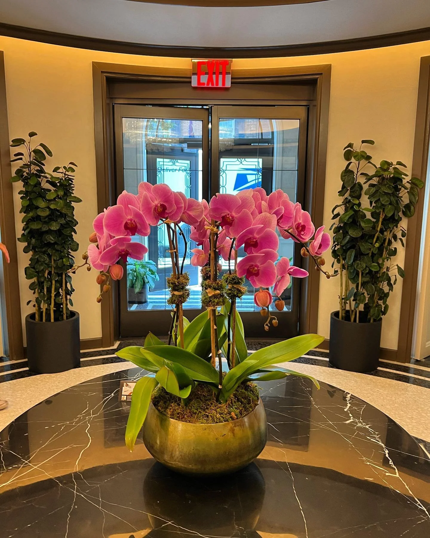 Indoor plants and orchids by D&amp;C Landscape