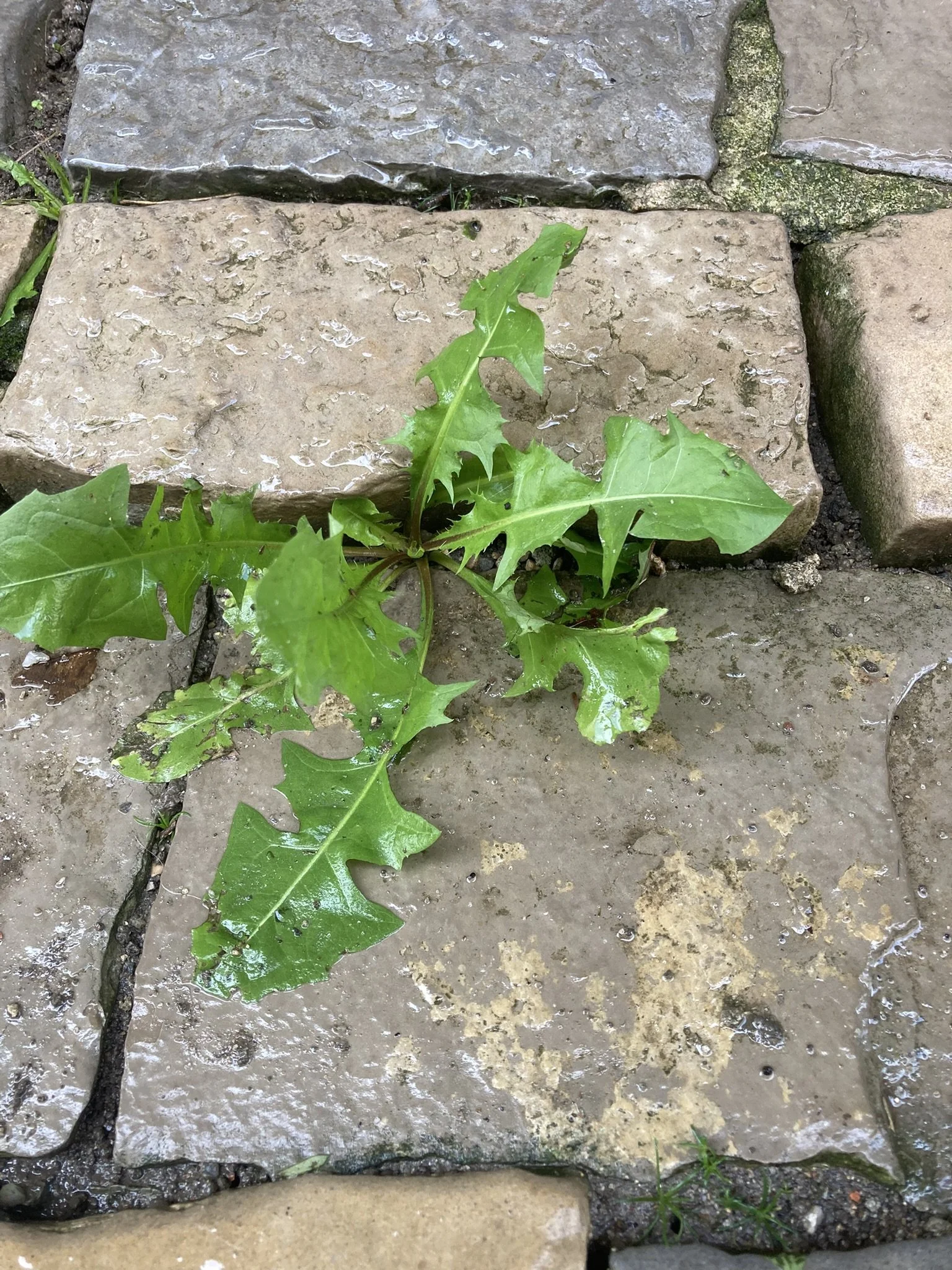 Dandelion tea right under our feet!