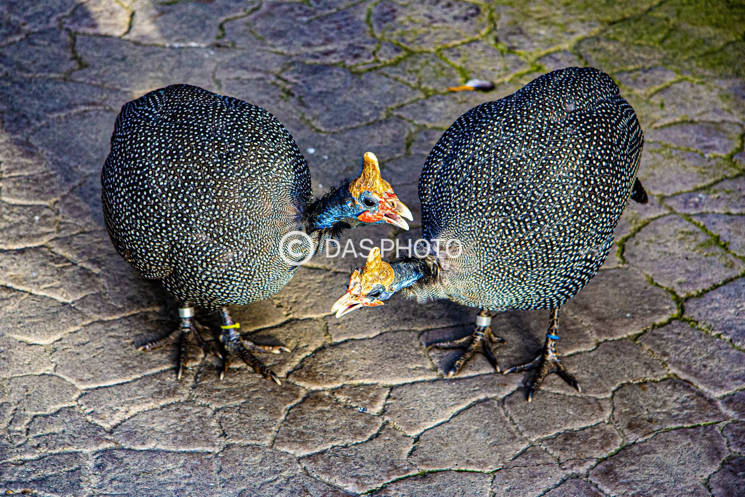 14-Peckish Fowls