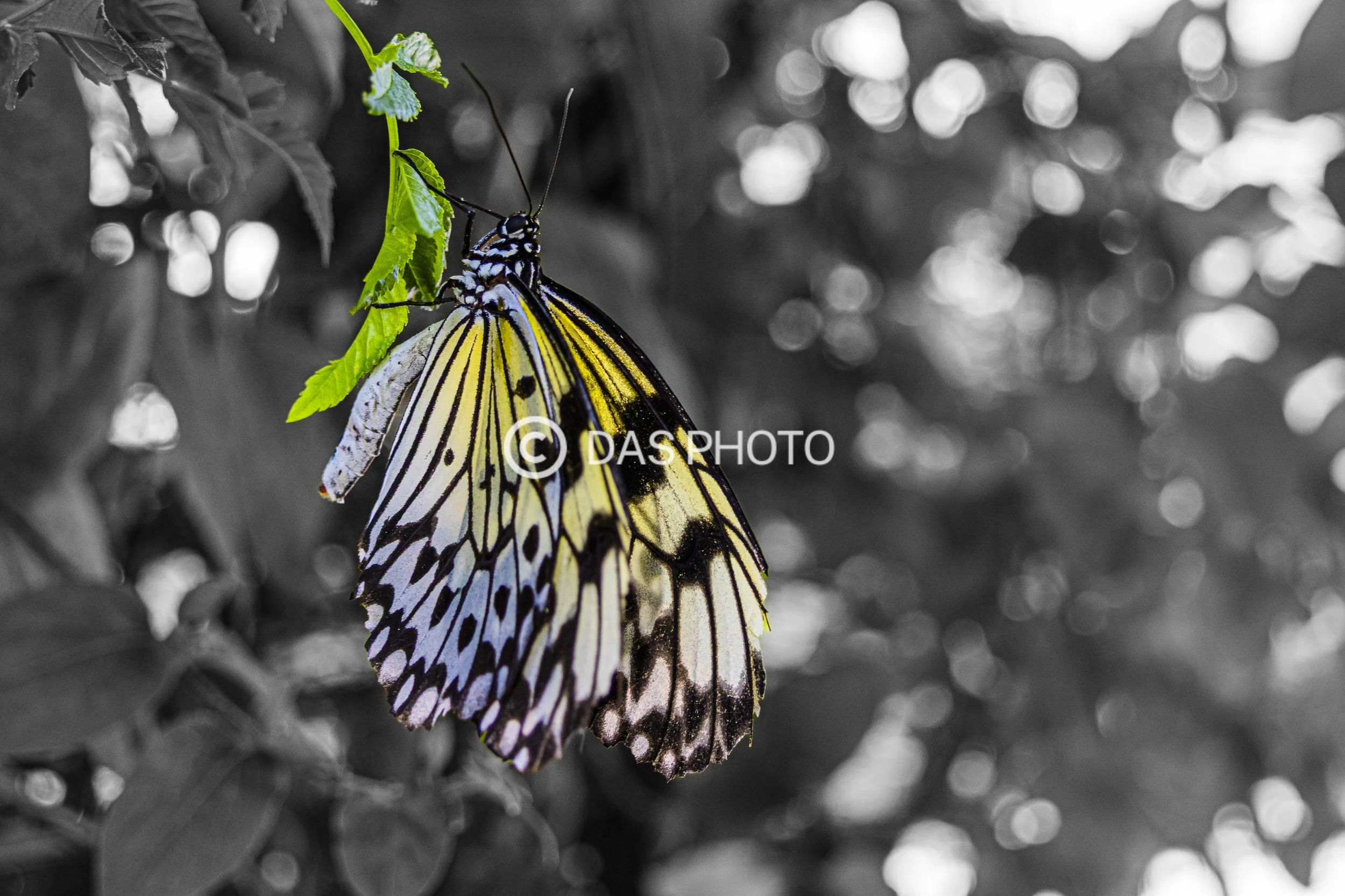 9-Wings of Hope