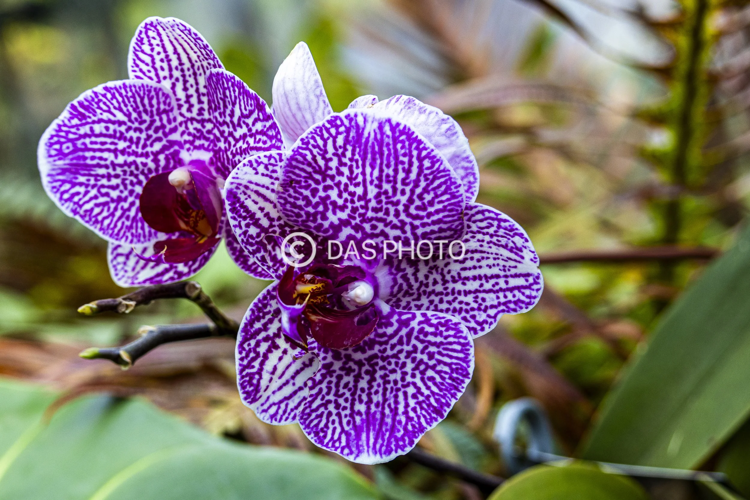 4-Royal Orchid