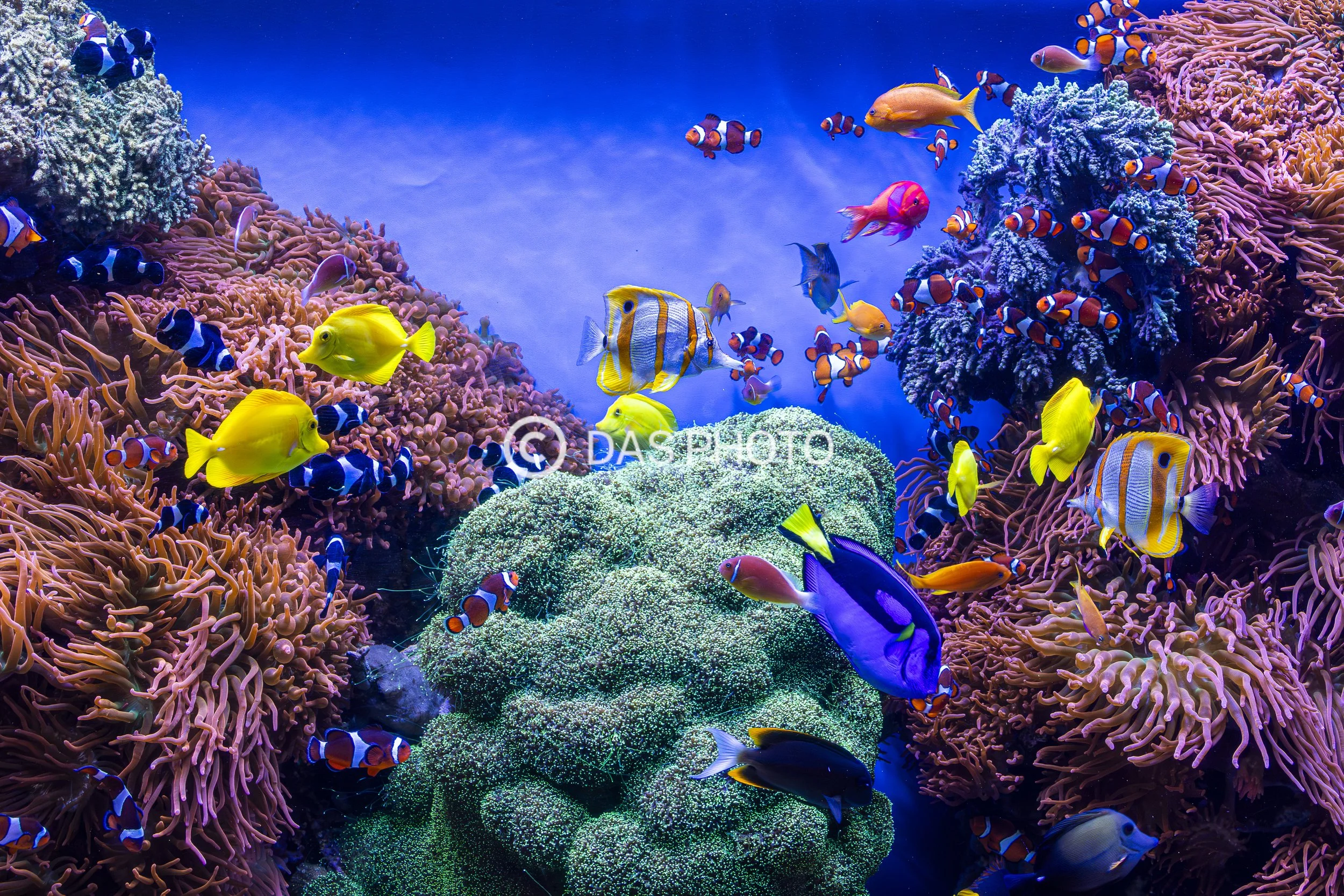 29-Reef Traffic