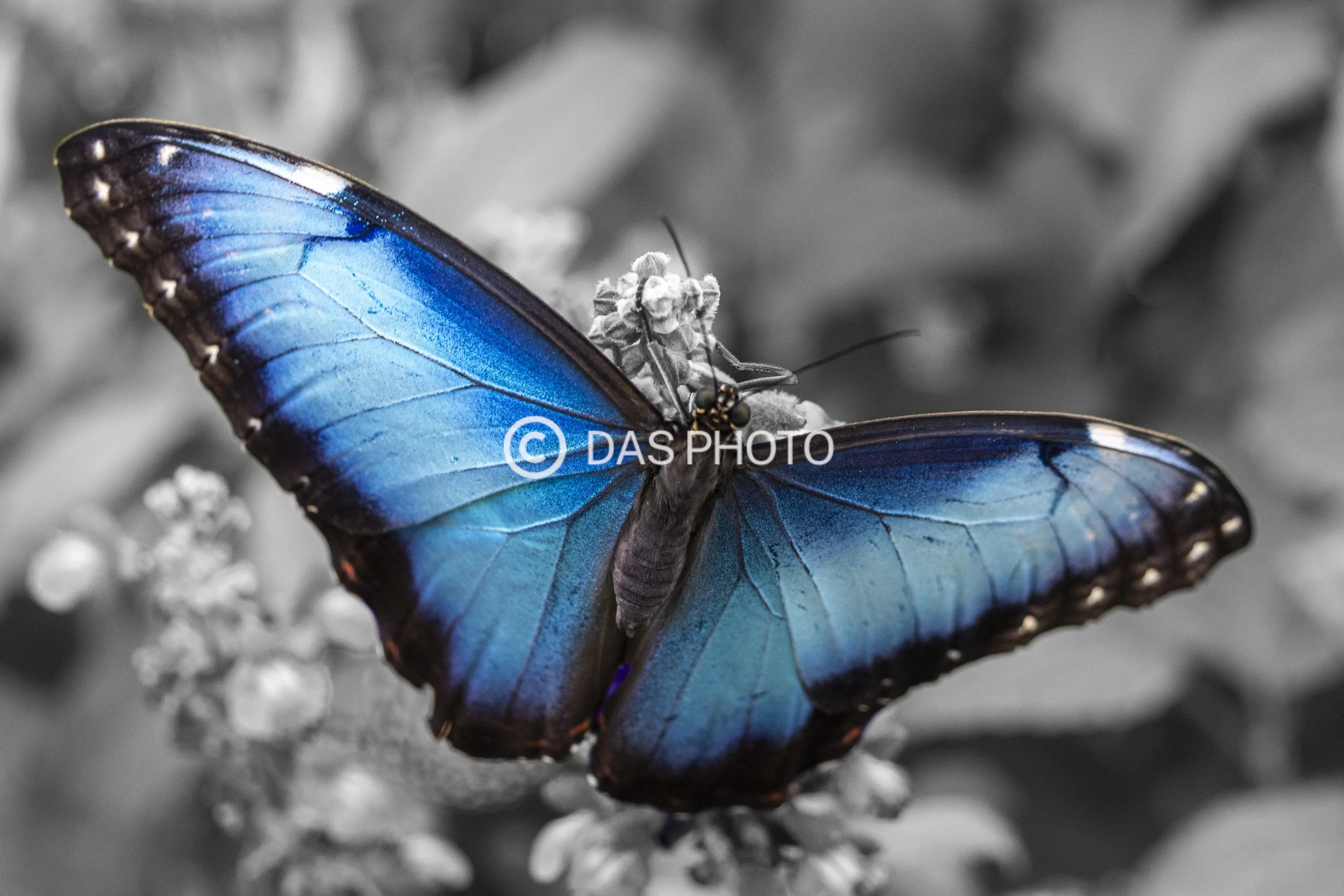 11-Azul in Grey