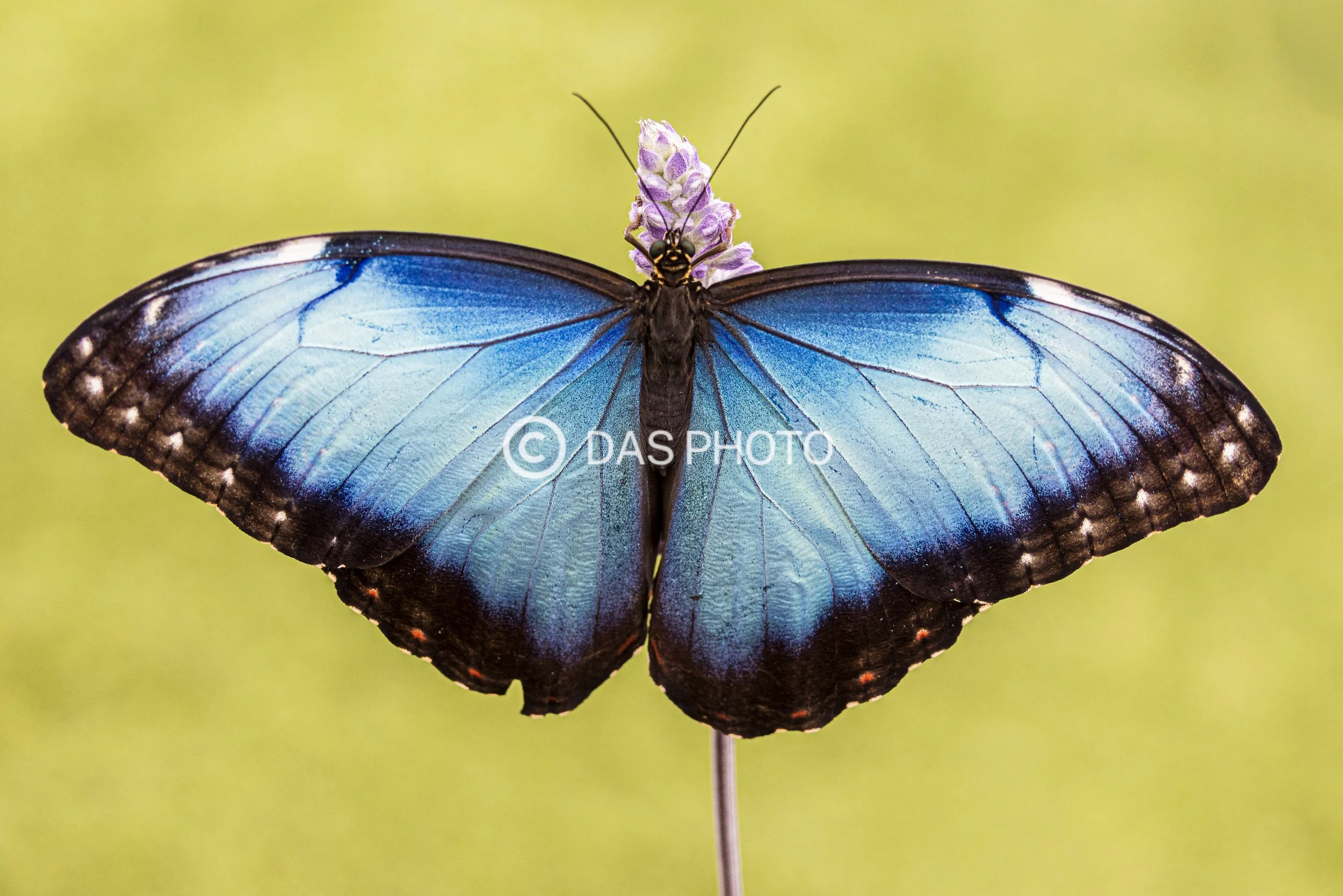 8-Blue Beauty