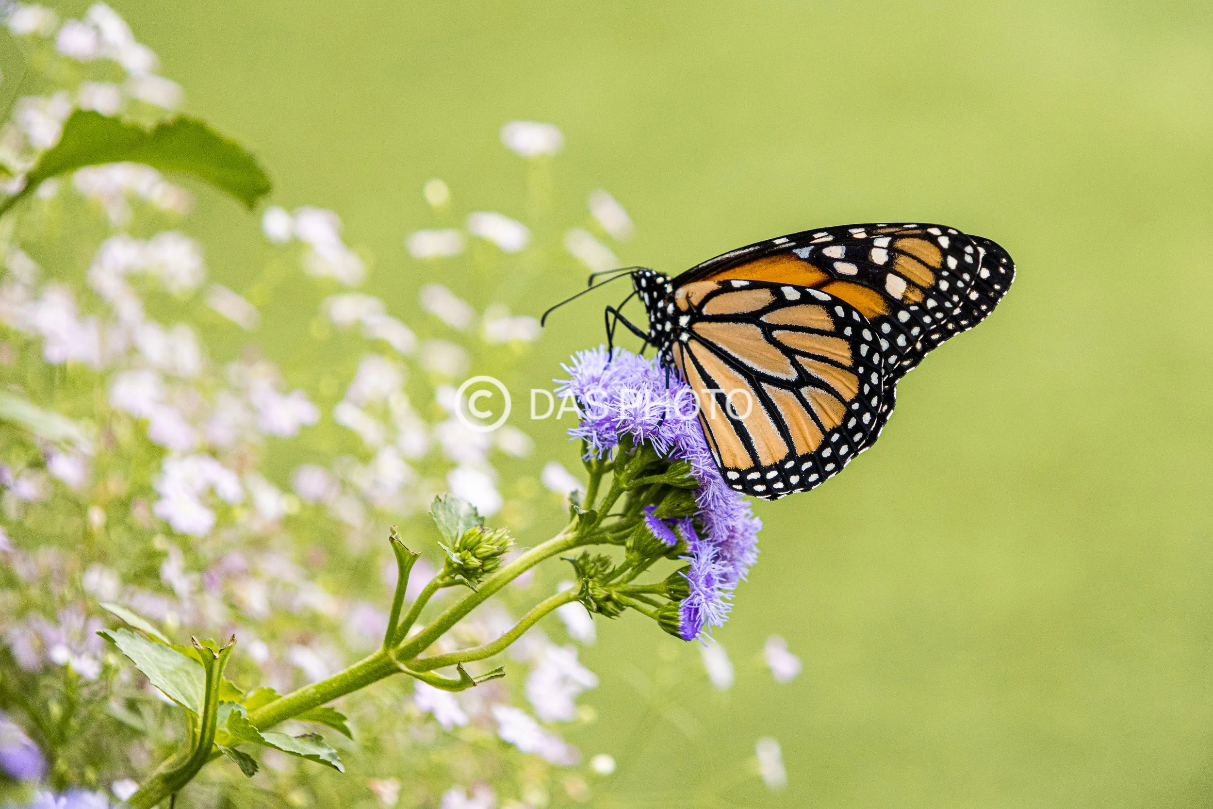 7-Monarch of Orange