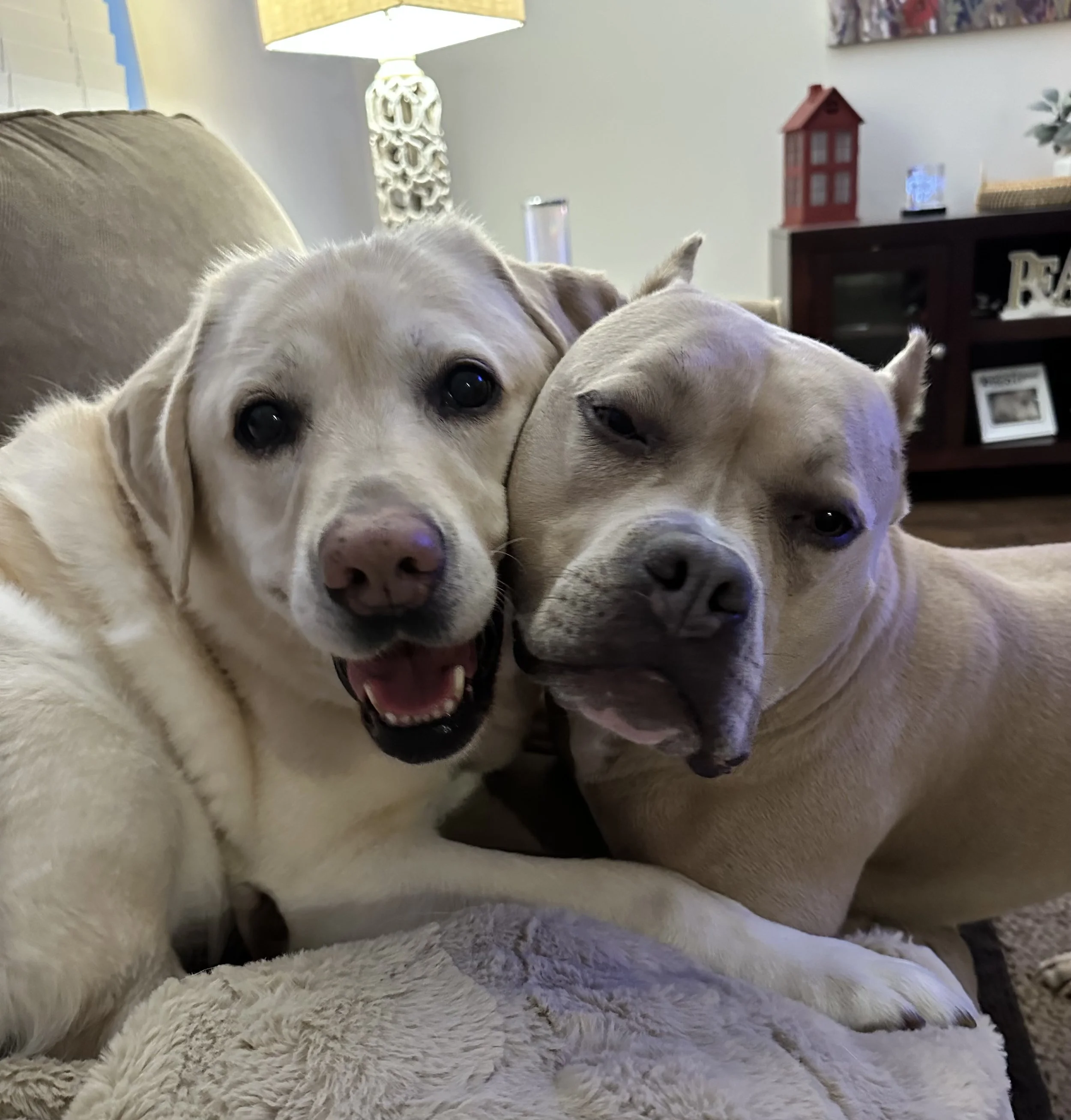 Two dogs, one with a light cream coat and the other with a light tan coat, are lying on a plush blanket in a living room. They are close together, with the dog on the left smiling and the one on the right resting its head against the other.