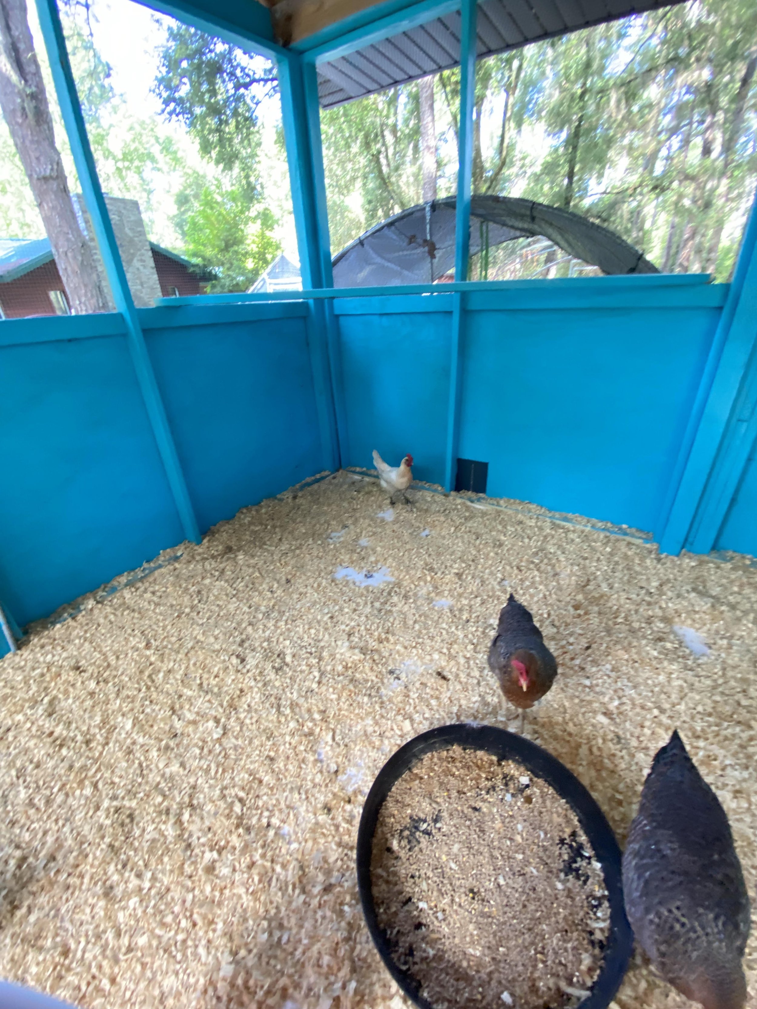 Inside the finished coop showing the remote automatic chicken door