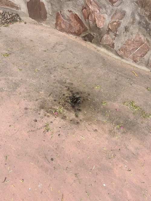 Organic buildup on driveway in Las Cruces NM